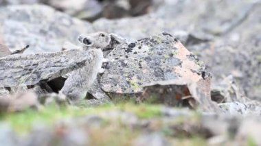 Kanada Kayalıklarında Pika