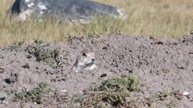 Kanada ovalarında siyah kuyruklu çayır köpeği
