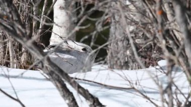Kanada vahşi doğasında kar ayakkabısı tavşanı