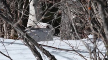 Kanada vahşi doğasında kar ayakkabısı tavşanı