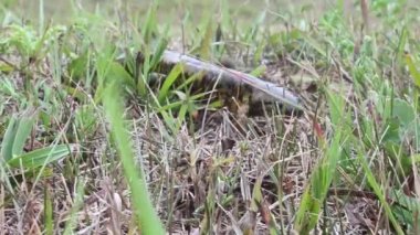 Kanada 'nın vahşi doğasında Doğu Kaplanı Semenderi