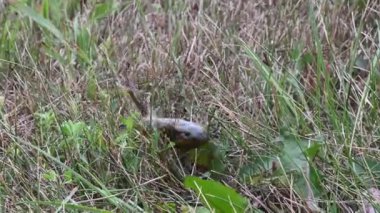 Kanada 'nın vahşi doğasında Doğu Kaplanı Semenderi