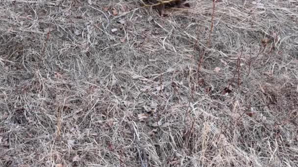 Castor Deserto Canadense — Vídeo de Stock