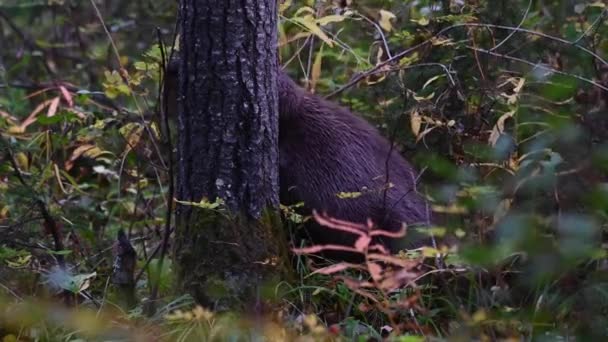 Beaver ในถ นดารแคนาดา — วีดีโอสต็อก