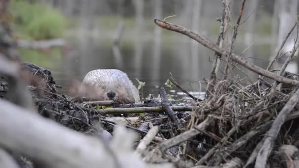 Beaver ในถ นดารแคนาดา — วีดีโอสต็อก
