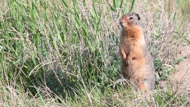 Richardson Grondeekhoorn Canadese Wildernis — Stockvideo