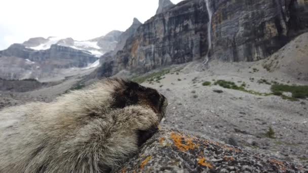Hoary Marmot Desierto Canadiense — Vídeos de Stock