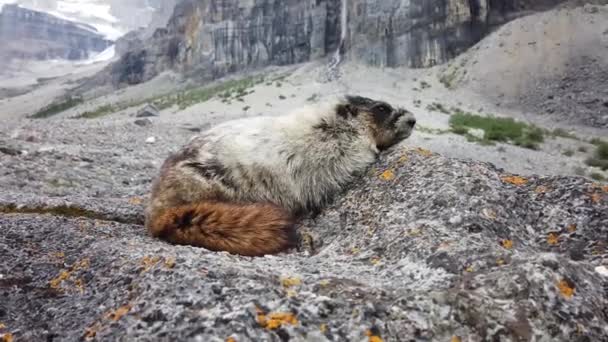 Hοary Marmot Στην Καναδική Άγρια Φύση — Αρχείο Βίντεο