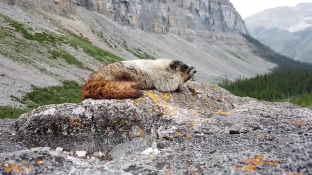 Hoary Marmot Desierto Canadiense — Vídeos de Stock