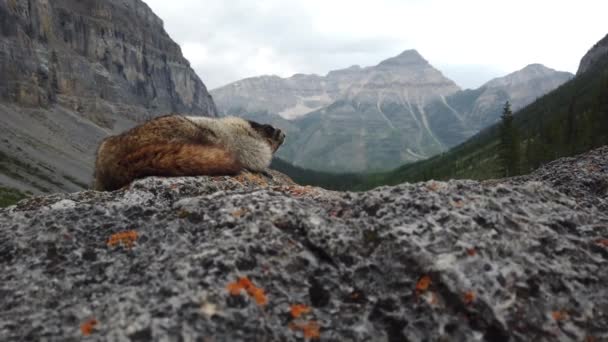 Hoary Marmot Desierto Canadiense — Vídeo de stock