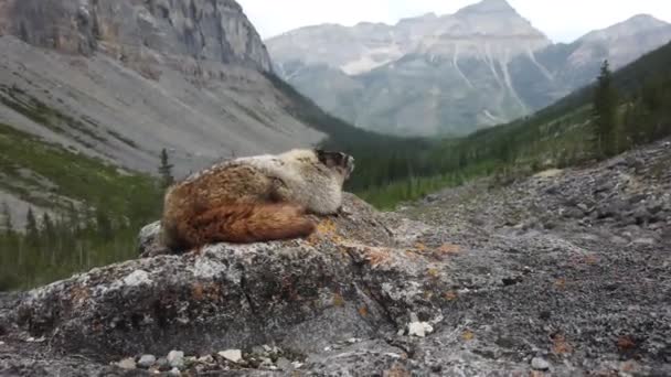 Hoary Marmot Desierto Canadiense — Vídeos de Stock