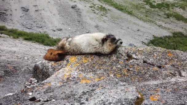 Hοary Marmot Στην Καναδική Άγρια Φύση — Αρχείο Βίντεο