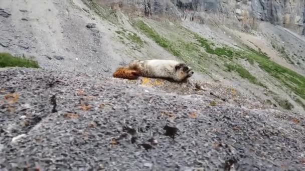 Marmotta Hoary Nel Deserto Canadese — Video Stock