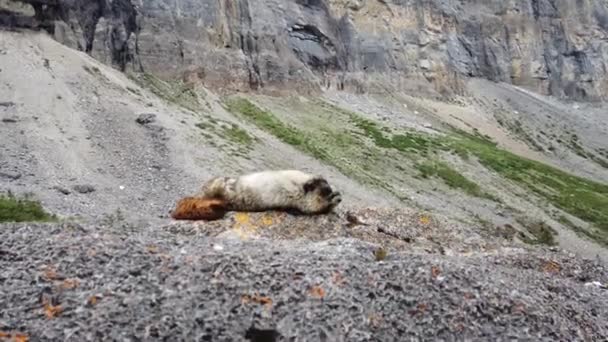 Hoary Marmot Desierto Canadiense — Vídeos de Stock