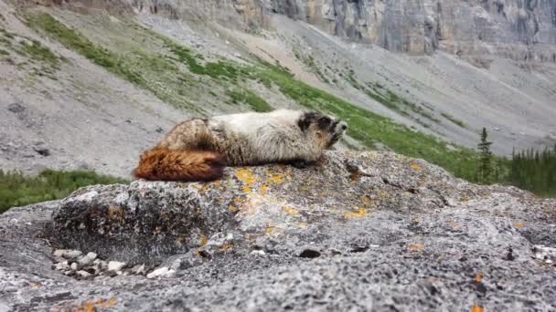 Marmotte Blanche Dans Nature Sauvage Canadienne — Video