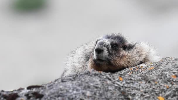 Hoary Marmot Canadese Wildernis — Stockvideo