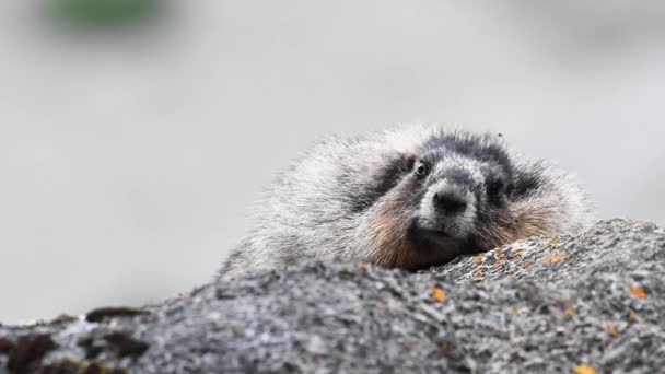 Hoary Marmot Canadese Wildernis — Stockvideo