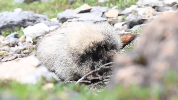 Hοary Marmot Στην Καναδική Άγρια Φύση — Αρχείο Βίντεο