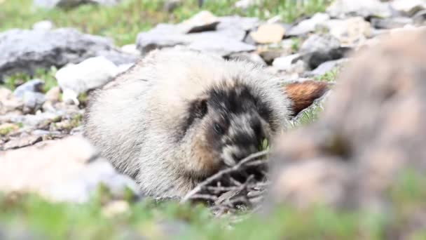 Hοary Marmot Στην Καναδική Άγρια Φύση — Αρχείο Βίντεο