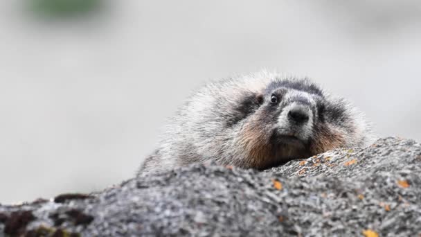 Hoary Marmot Canadese Wildernis — Stockvideo