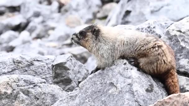 Hoary Marmot Desierto Canadiense — Vídeos de Stock