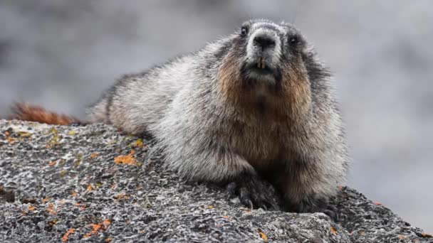 Hoary Marmot Desierto Canadiense — Vídeos de Stock