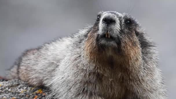 Hoary Marmot Desierto Canadiense — Vídeo de stock