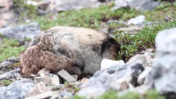 Hoary Marmot Desierto Canadiense — Vídeos de Stock