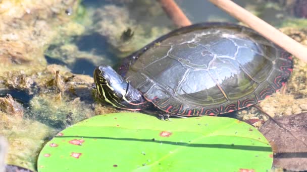Malowany Żółw Mokradłach — Wideo stockowe