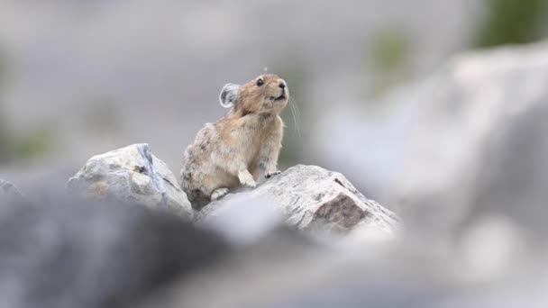 Kanada Kayalıklarında Pika — Stok video