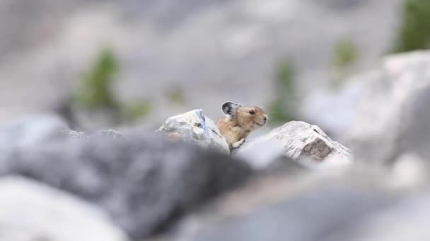 カナダのロッキー山脈のピカ — ストック動画