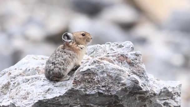 Pika Στα Καναδικά Βραχώδη Όρη — Αρχείο Βίντεο