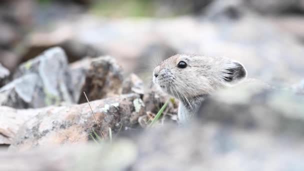 Pika Στα Καναδικά Βραχώδη Όρη — Αρχείο Βίντεο