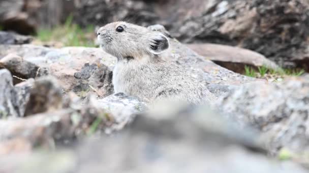 Kanada Kayalıklarında Pika — Stok video