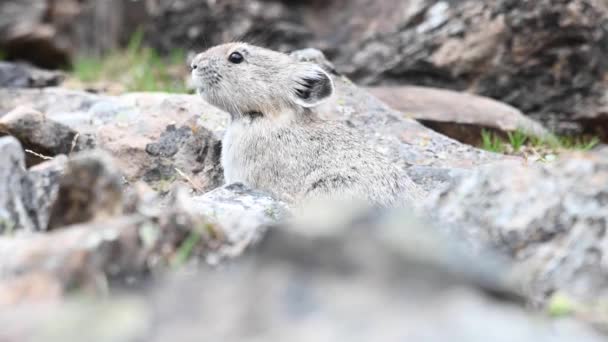 Pika Kanadensiska Klipporna — Stockvideo