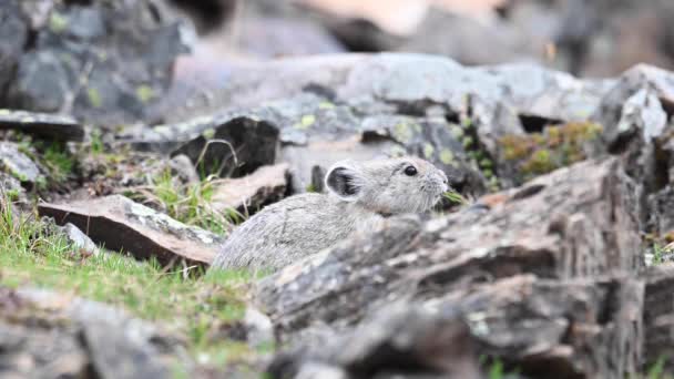 Pika Den Kanadischen Rocky Mountains — Stockvideo