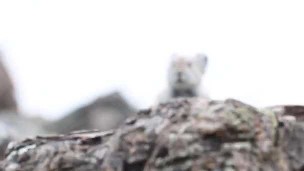 Pika Canadese Rockies — Stockvideo