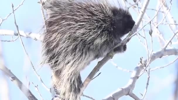 Kanada Nın Vahşi Doğasında Kirpi — Stok video