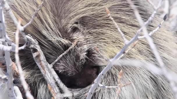 Porcupine Canadian Wilderness — Stock Video