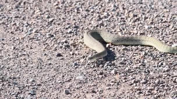 캐나다의 초원에서 식하는 방울뱀 — 비디오