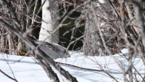 Snowshoe Λαγός Στην Καναδική Άγρια Φύση — Αρχείο Βίντεο