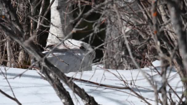 Schneeschuhhhase Der Kanadischen Wildnis — Stockvideo