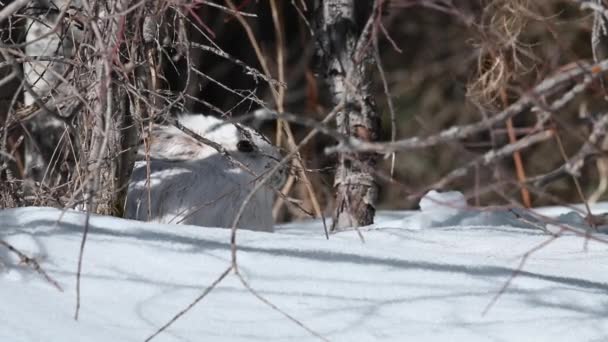 Lebre Sapato Neve Natureza Selvagem Canadense — Vídeo de Stock