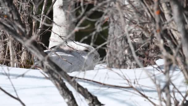 Schneeschuhhhase Der Kanadischen Wildnis — Stockvideo