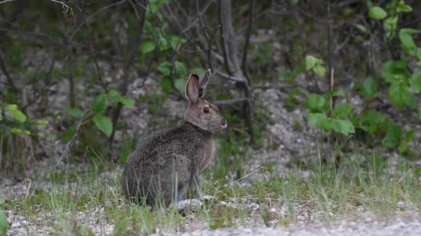 Kanada Vahşi Doğasında Kar Ayakkabısı Tavşanı — Stok video