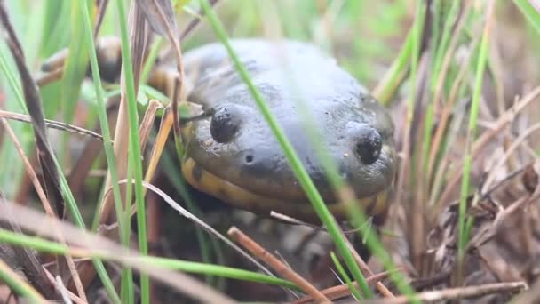 Easterrn Tiger Salamander Στην Καναδική Έρημο — Αρχείο Βίντεο