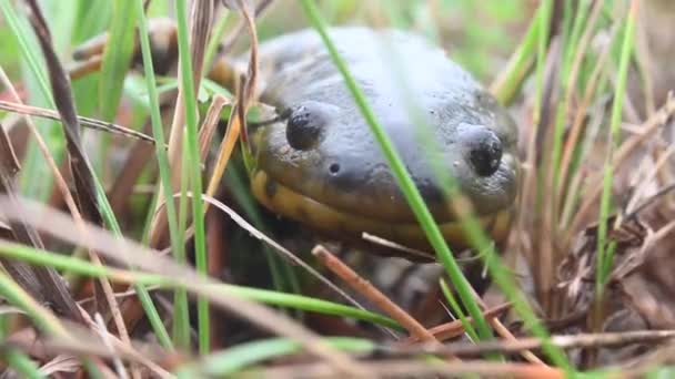 Easterrn Tiger Salamander Στην Καναδική Έρημο — Αρχείο Βίντεο