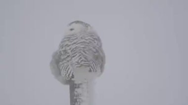 Alberta kırsalında kar baykuşu