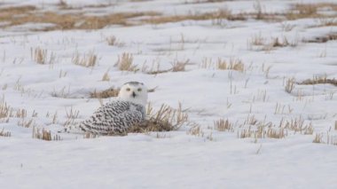 Alberta kırsalında kar baykuşu