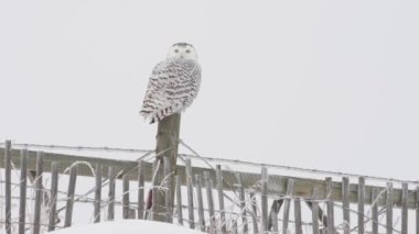 Alberta kırsalında kar baykuşu